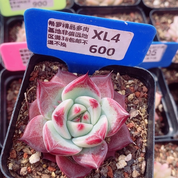 不知名5.5cm多肉植物
