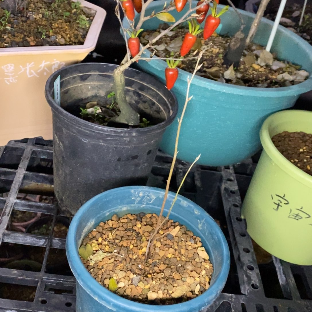 战神老鸦柿原生根苗