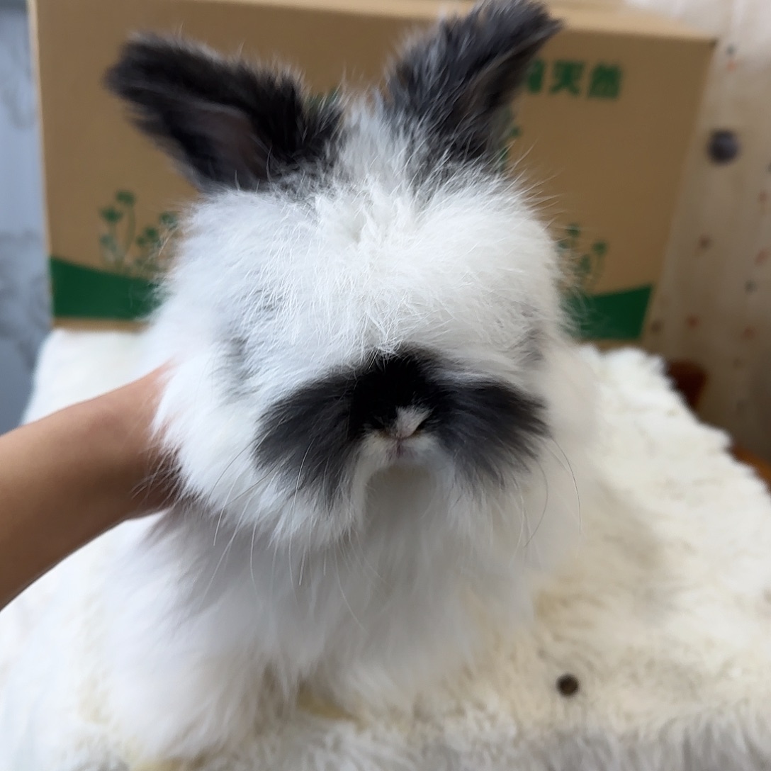 安哥拉兔黑碎斑弟弟