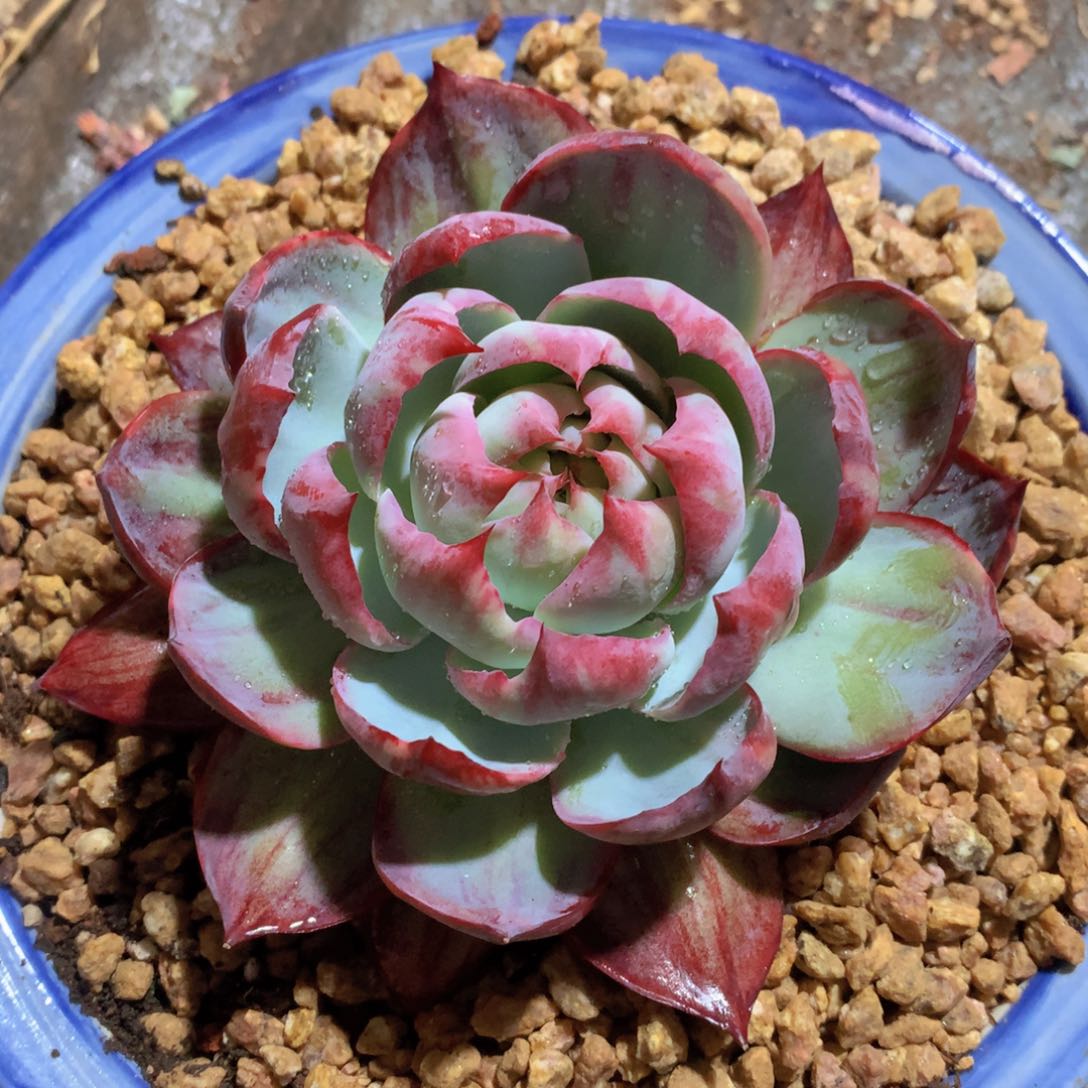 惊鸿仙子13 公分一物一拍