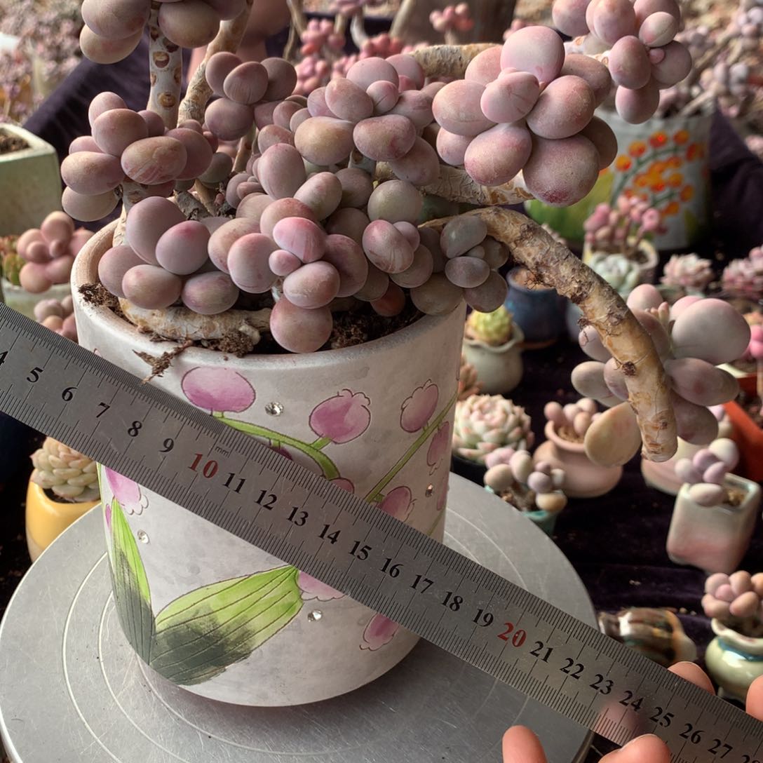 刘**✨80号带盆偏远地区不包邮的