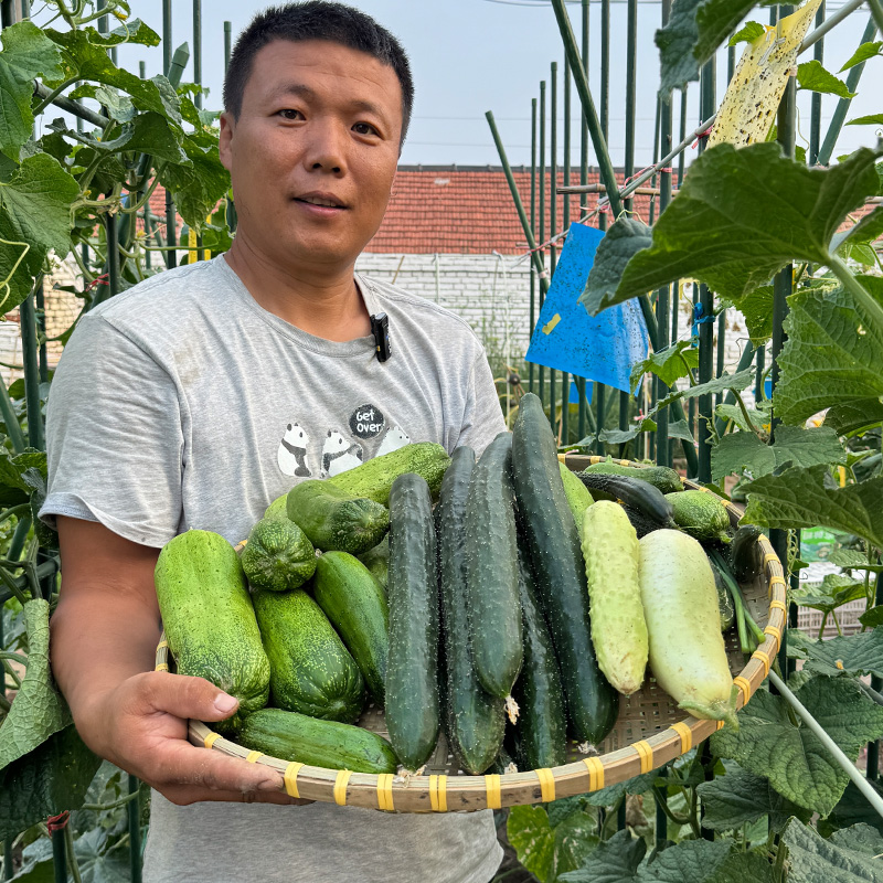 黄瓜种子水果黄瓜旱黄瓜玉女白玉黄瓜农家蔬菜种籽阳台小院生吃