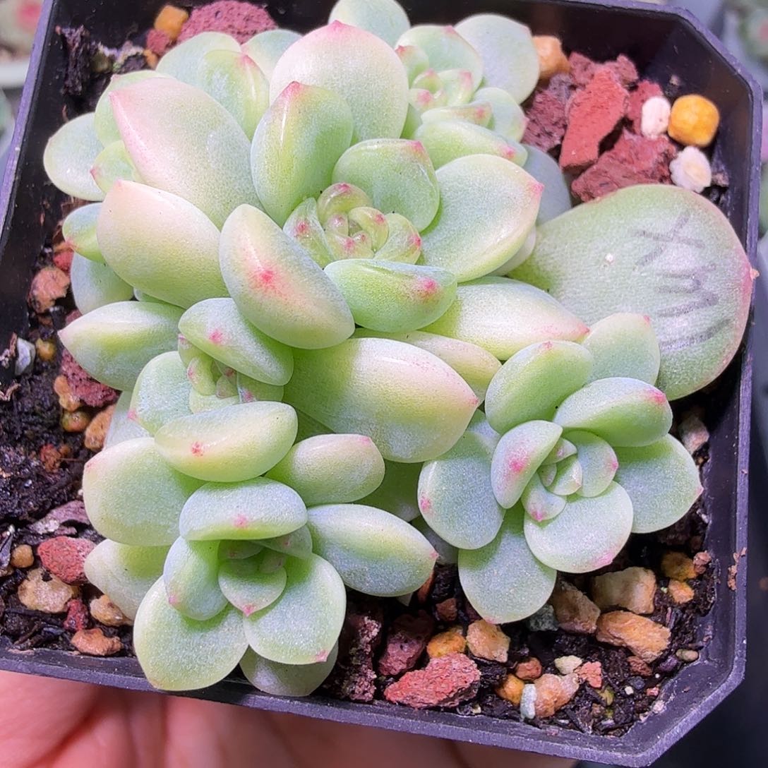 用***0西米露六头一物一拍