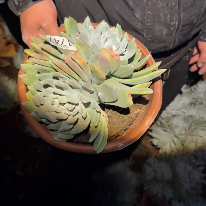 3代杂交帕翠沙拇指3代杂交仙女杯多肉福利