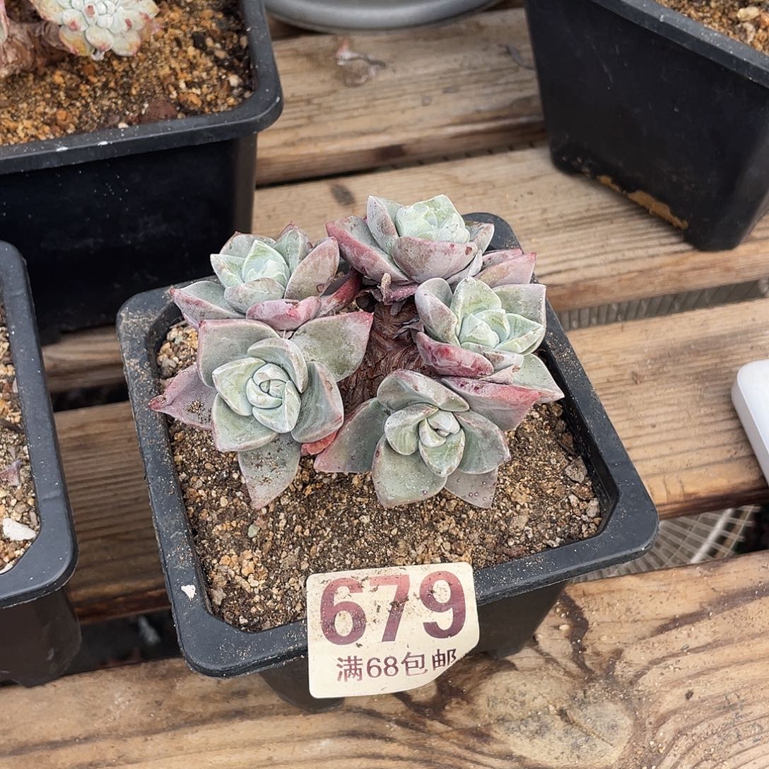 晨溪园艺仙女杯呀