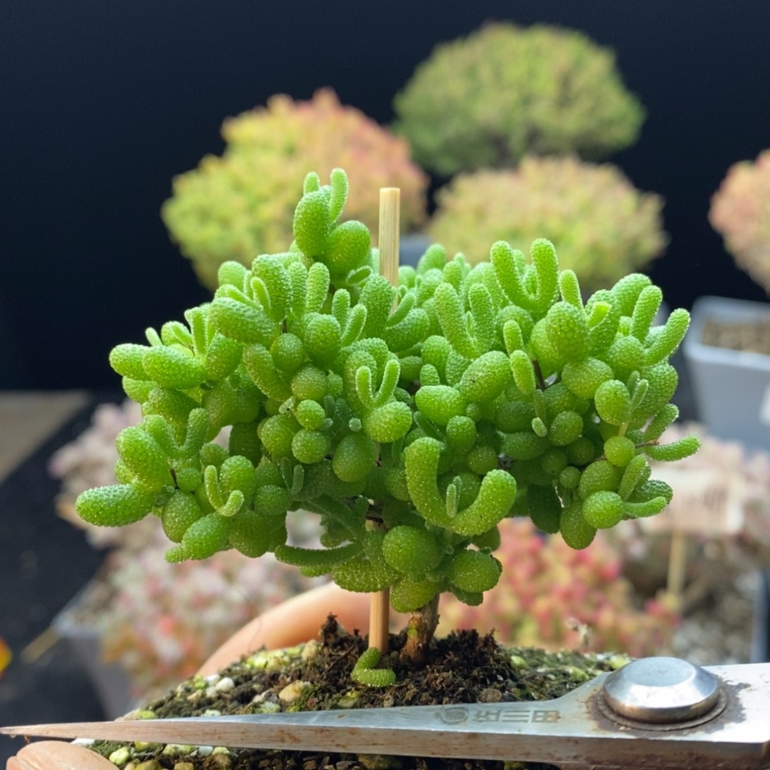 小*亚723蜜橘糖球，6.5厘米盆