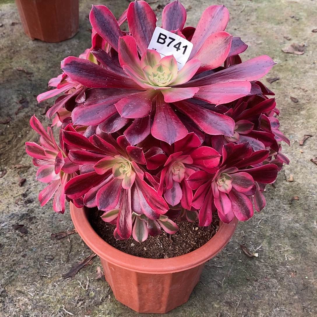 花**莉美杜莎多肉植物741