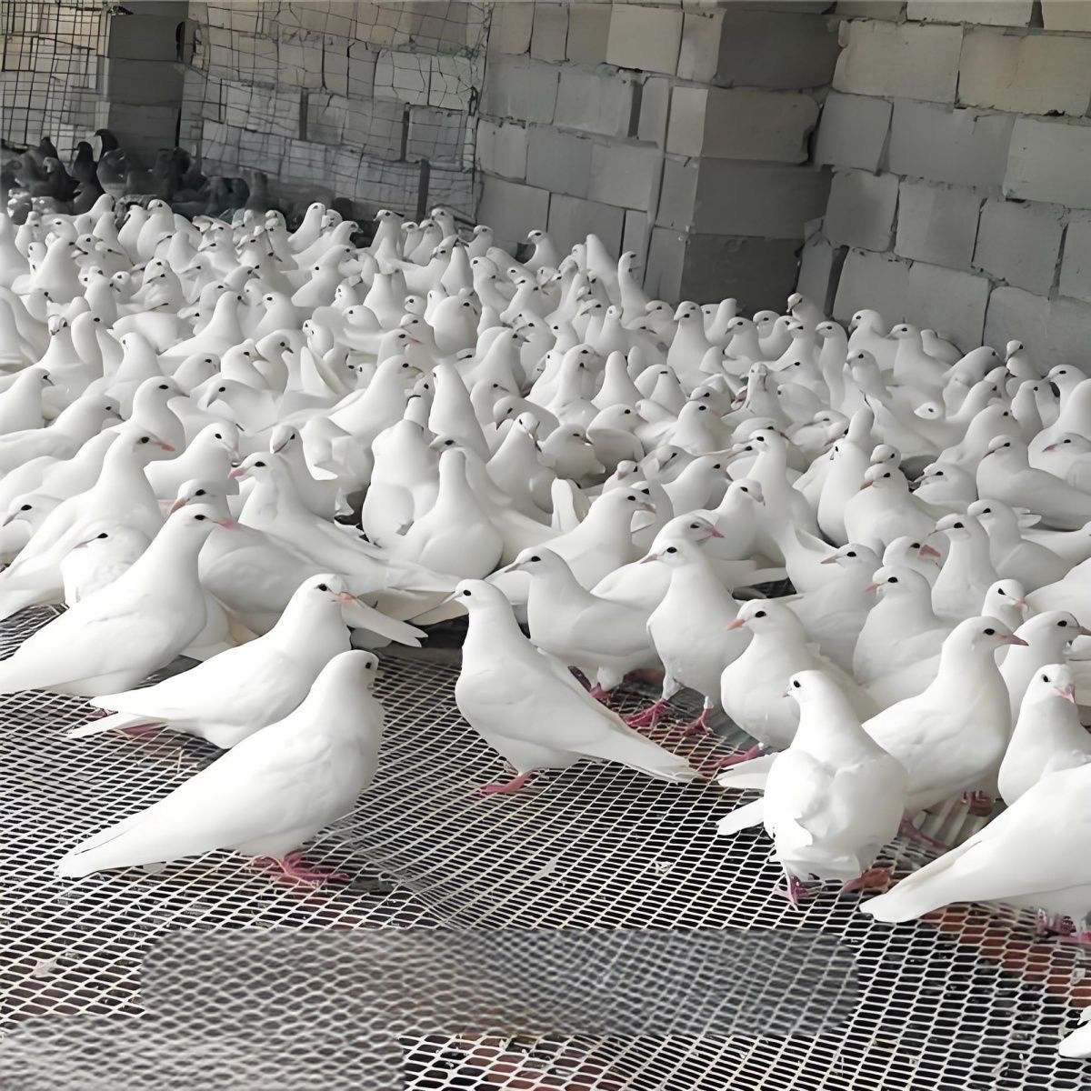 种鸽青年幼鸽各种名家足环