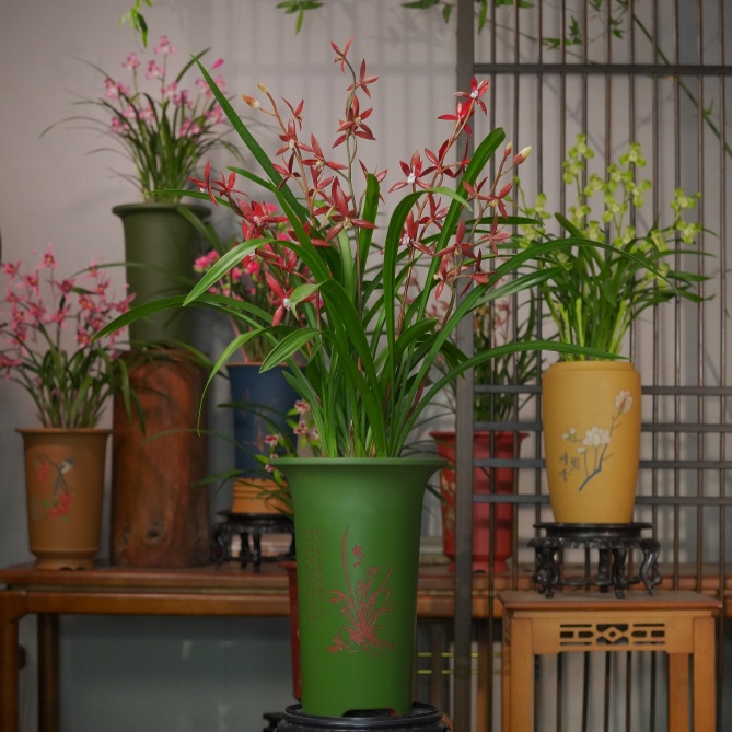 报税兰铭品【香美人】名贵兰花墨兰带花芽办公室阳台盆栽精品兰花