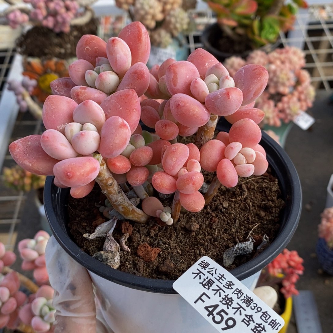 莓*米樱花洛神459/9c m