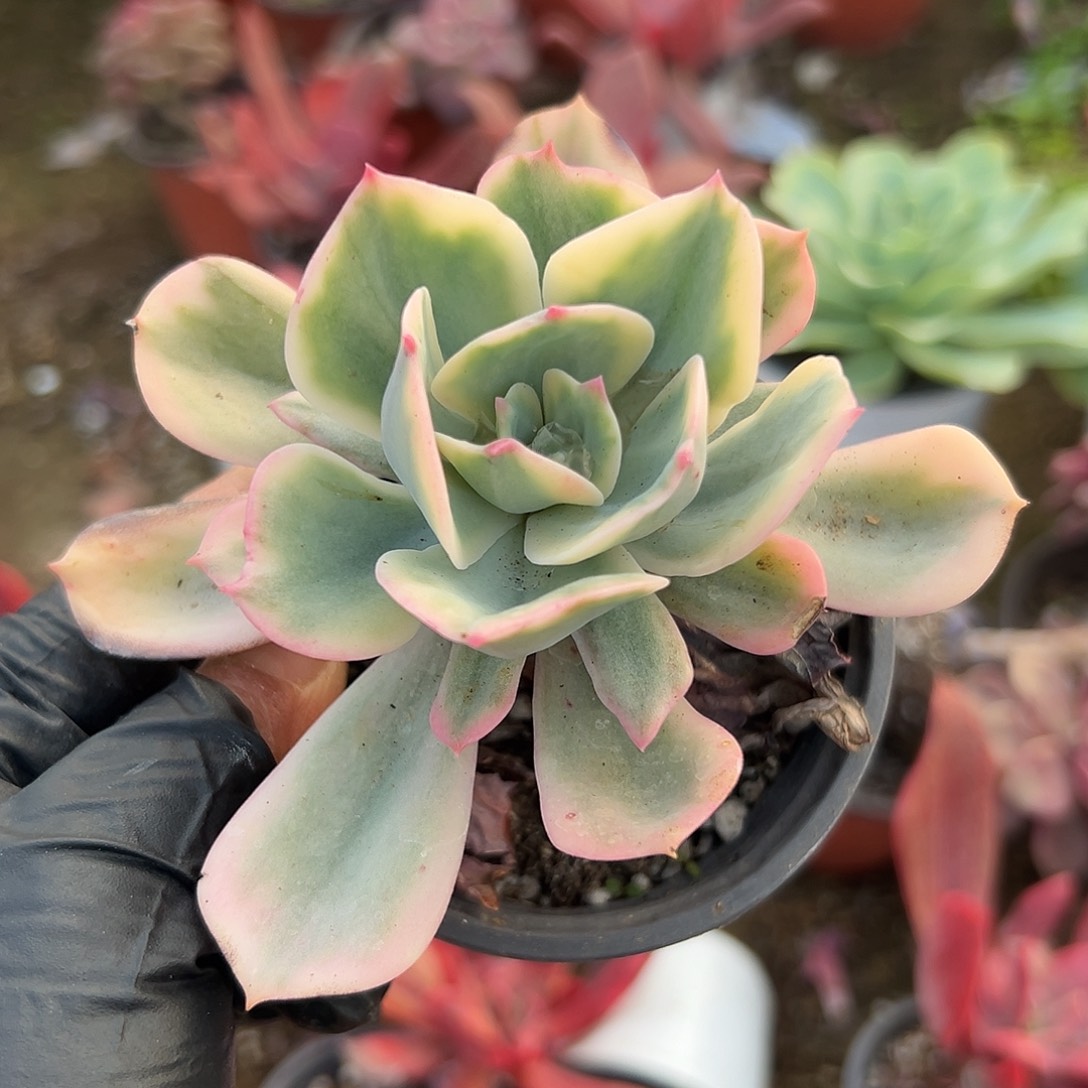 多肉植物多肉植物