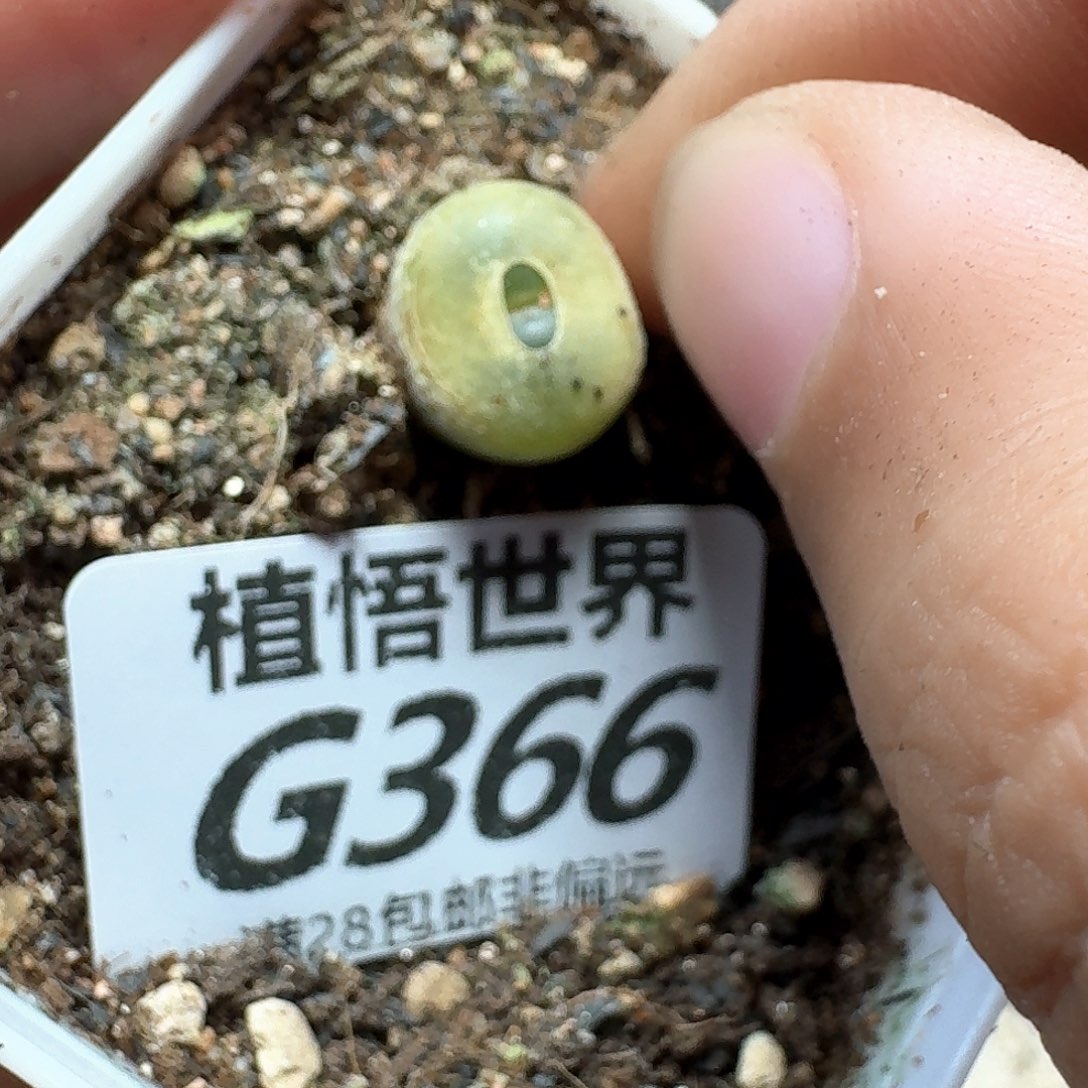 多肉植物的润泽额fg