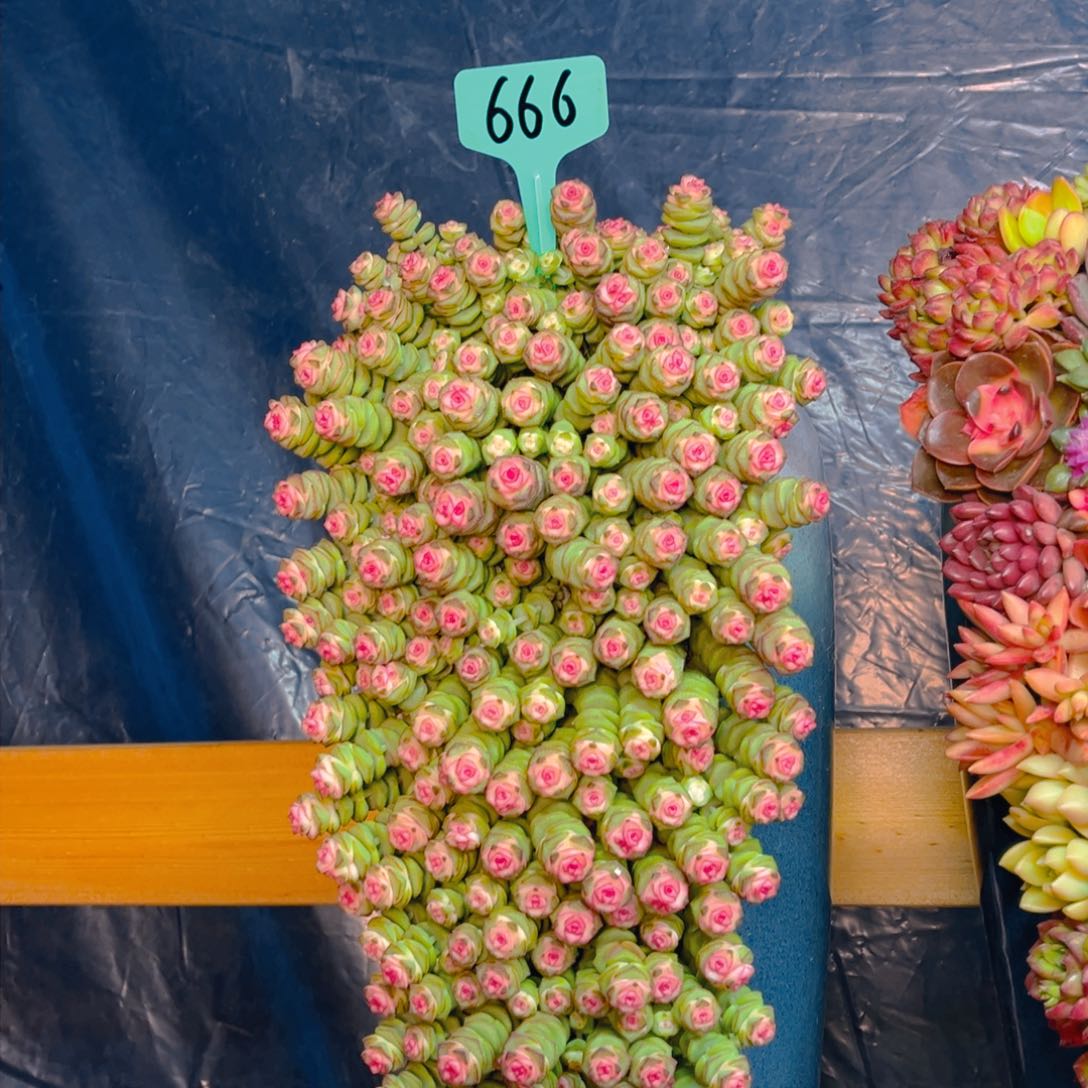 这个是真的很好看666