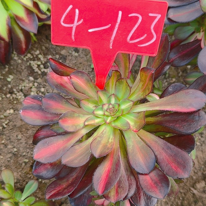 4+123花蝴蝶多肉法师