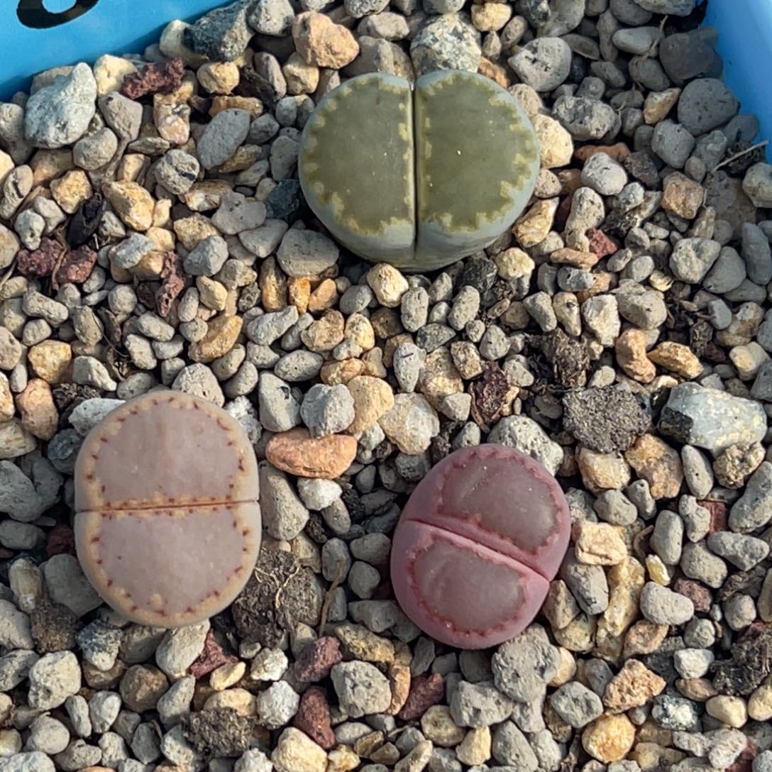 9899净窗饼干三颗 