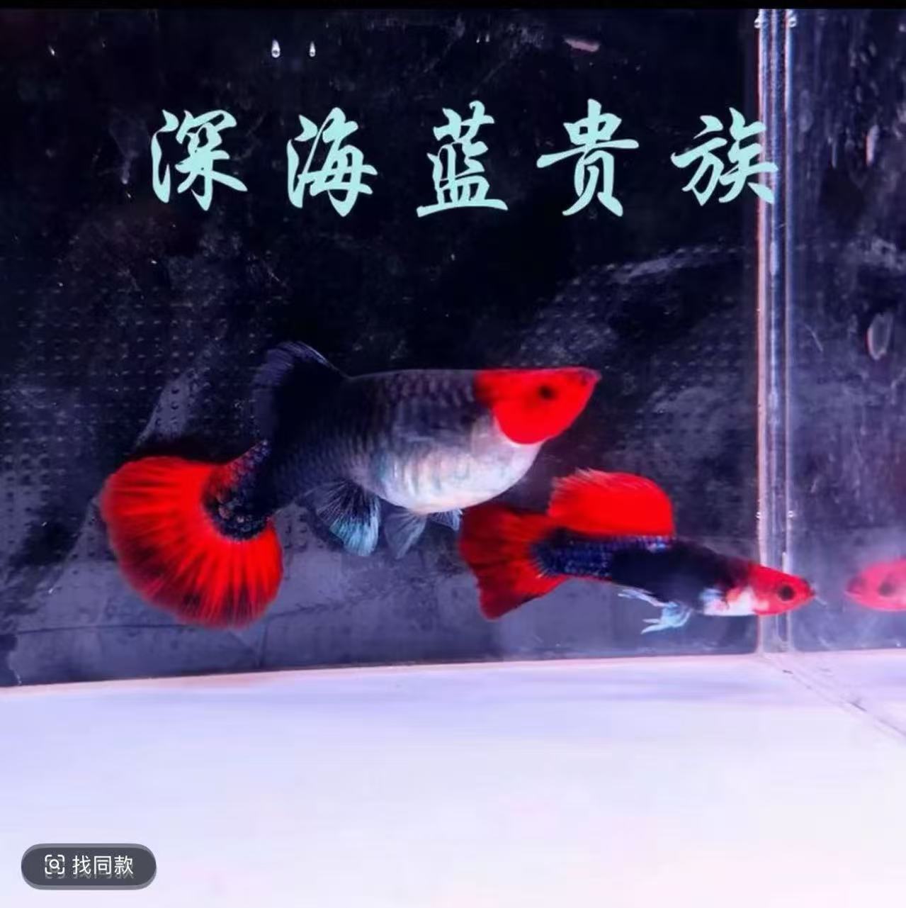 深海蓝贵族孔雀鱼大尾巴大肚子孕母球体