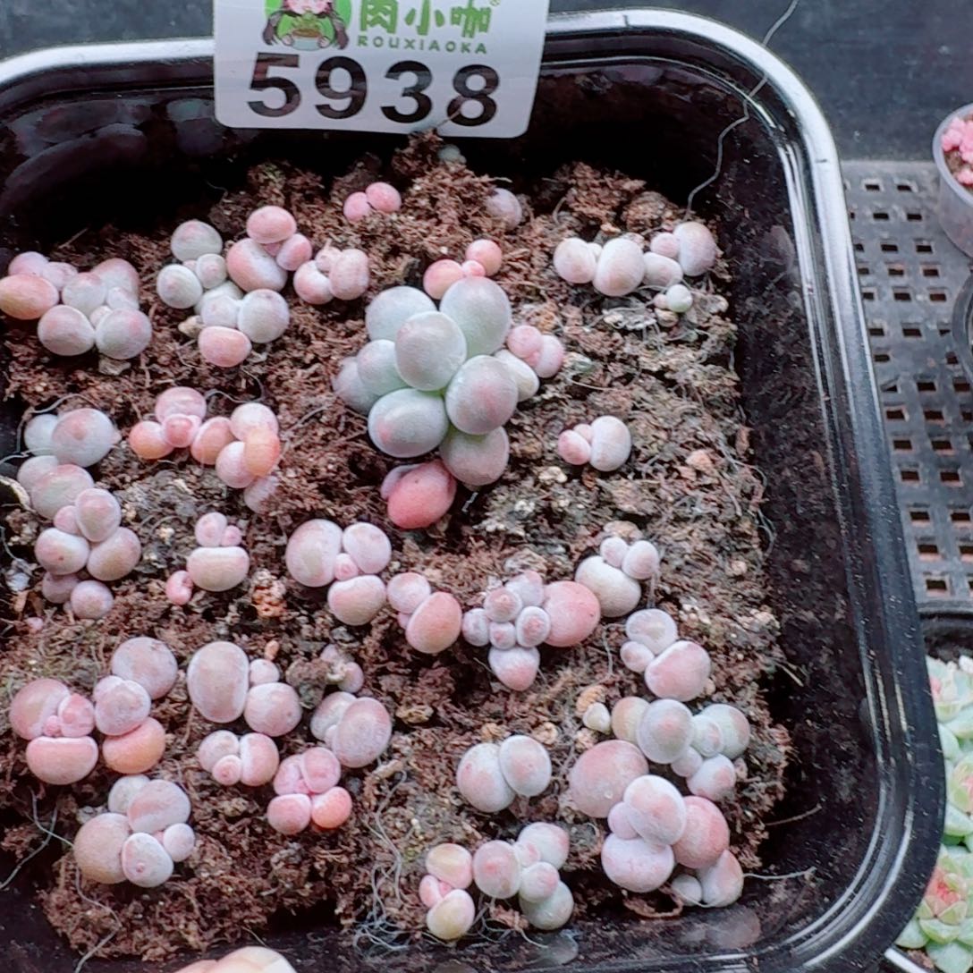 多肉植物多肉植物