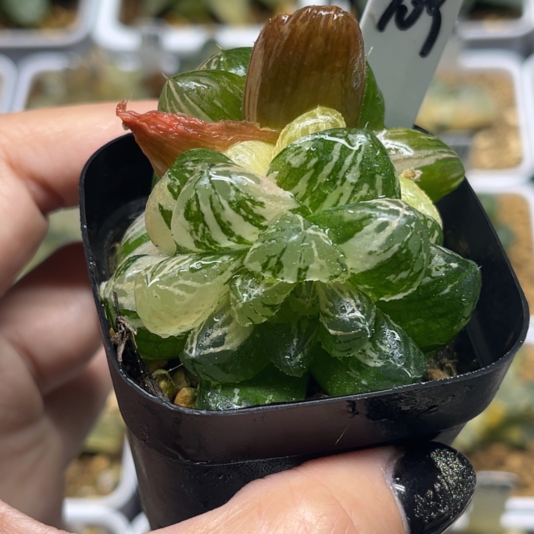 109多头丸叶马琳玉露锦福利专场