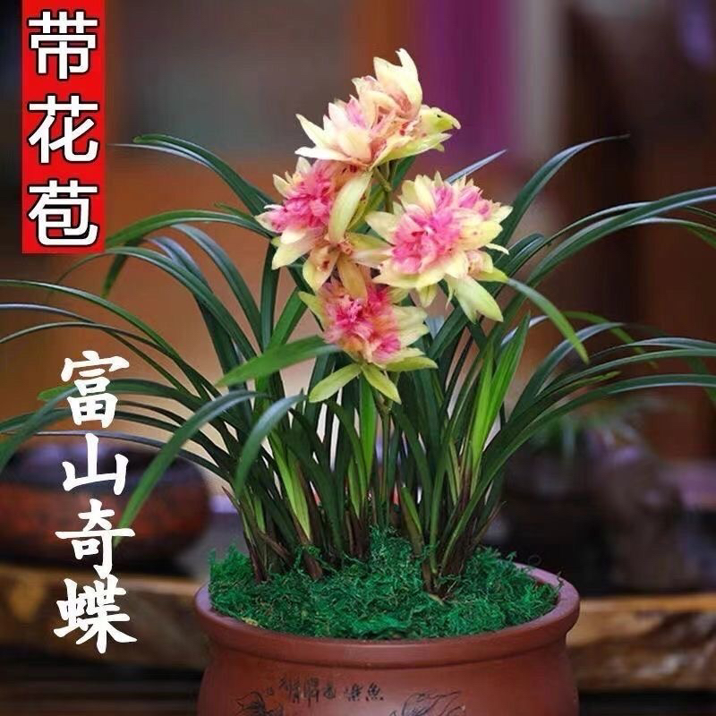 带花苞 建兰3大奇花【富山奇蝶】浓香型兰花苗室内客厅花卉绿植盆栽
