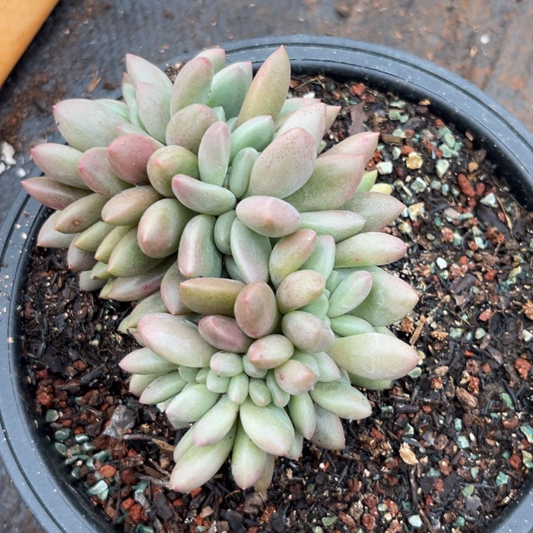 桃花源缀srzw多肉植物