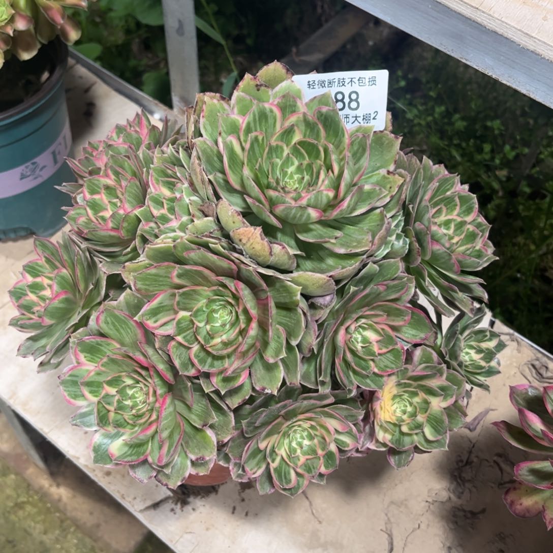 188莲花座多肉植物法师