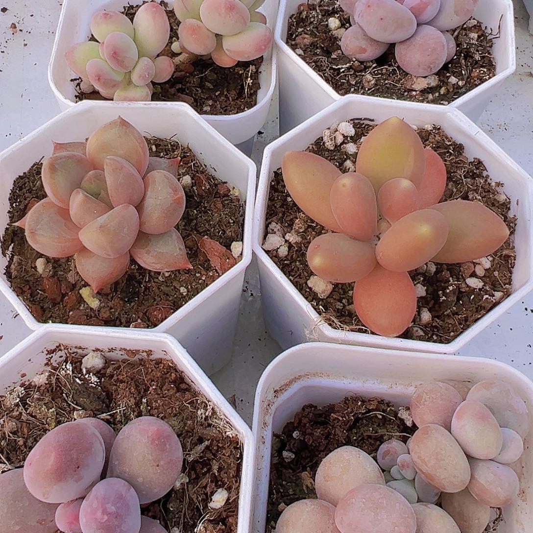 奶组合6盆白盆发货
