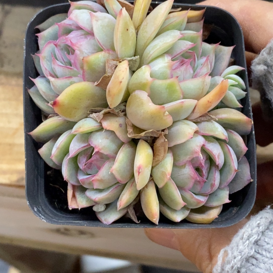 精品多肉一物一拍不包整193