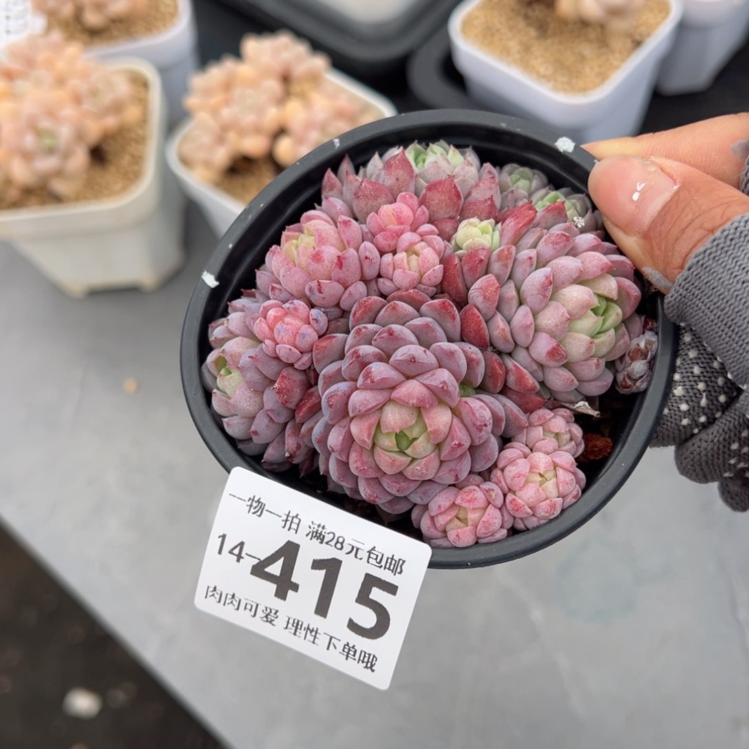 羊脂球多肉多肉多肉多肉多肉多肉