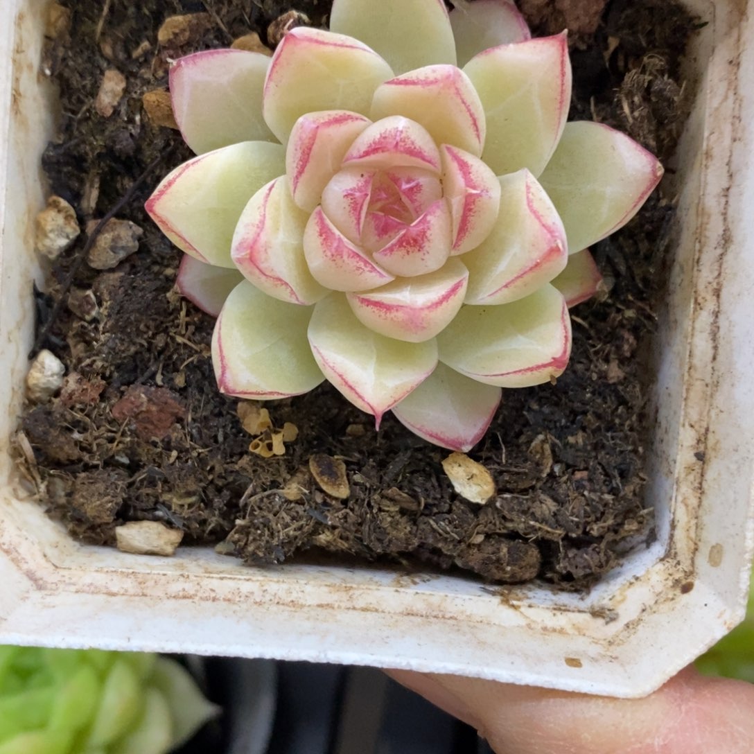 精品多肉一物一拍不包整15