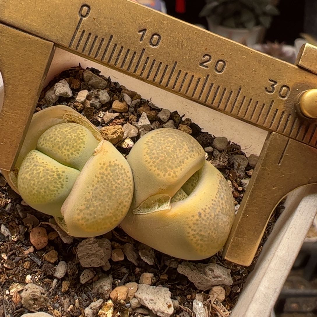 多肉植物百科25 5