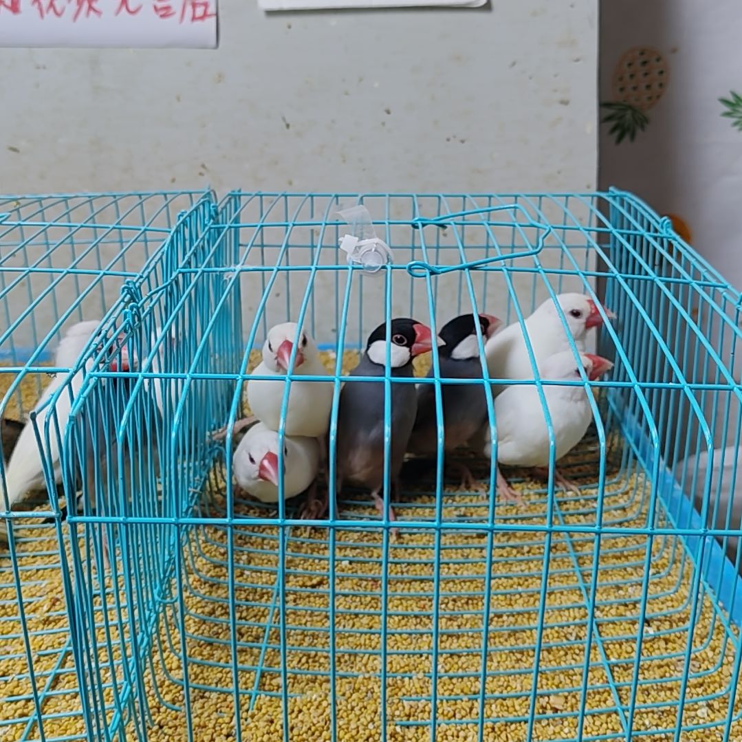 霸***气文鸟特价文鸟断尾少毛爪子有瑕疵六只不包公母
