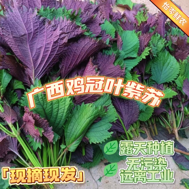 精选新鲜紫苏叶带长杆可用于鱼虾蟹等食材去腥提鲜的食用香料