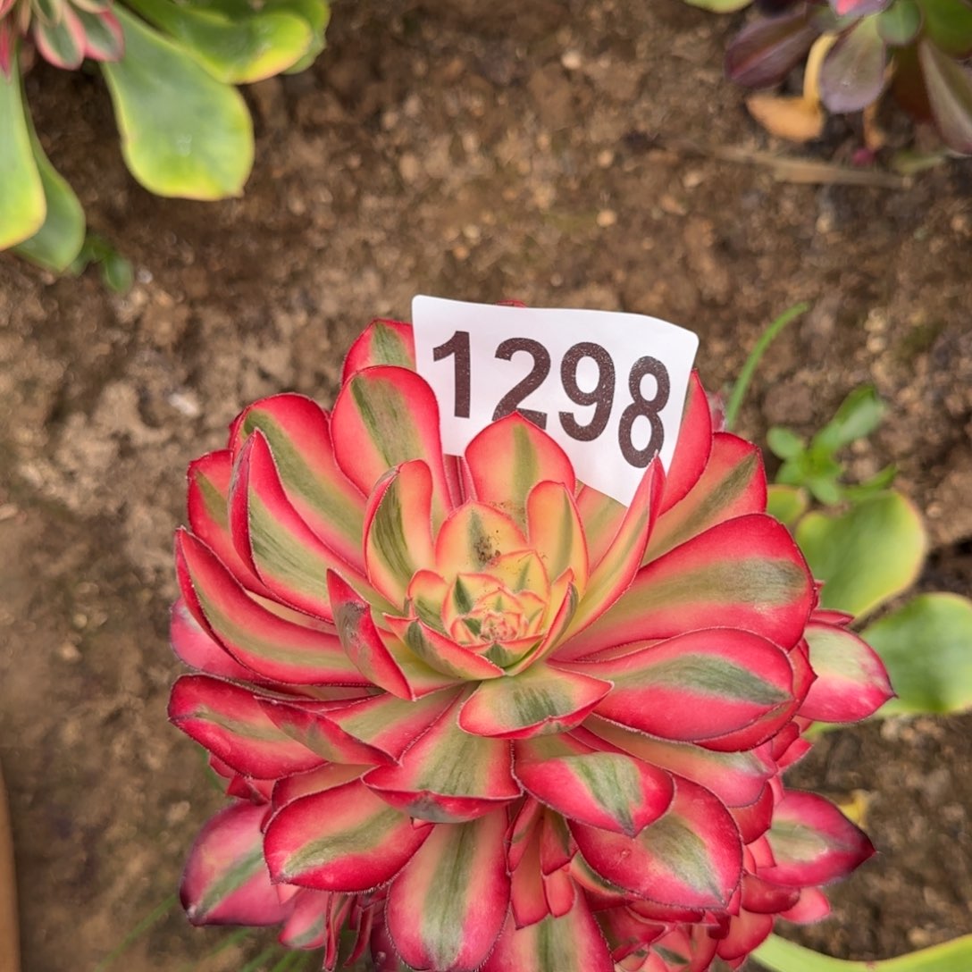 1298-3多头多肉植物
