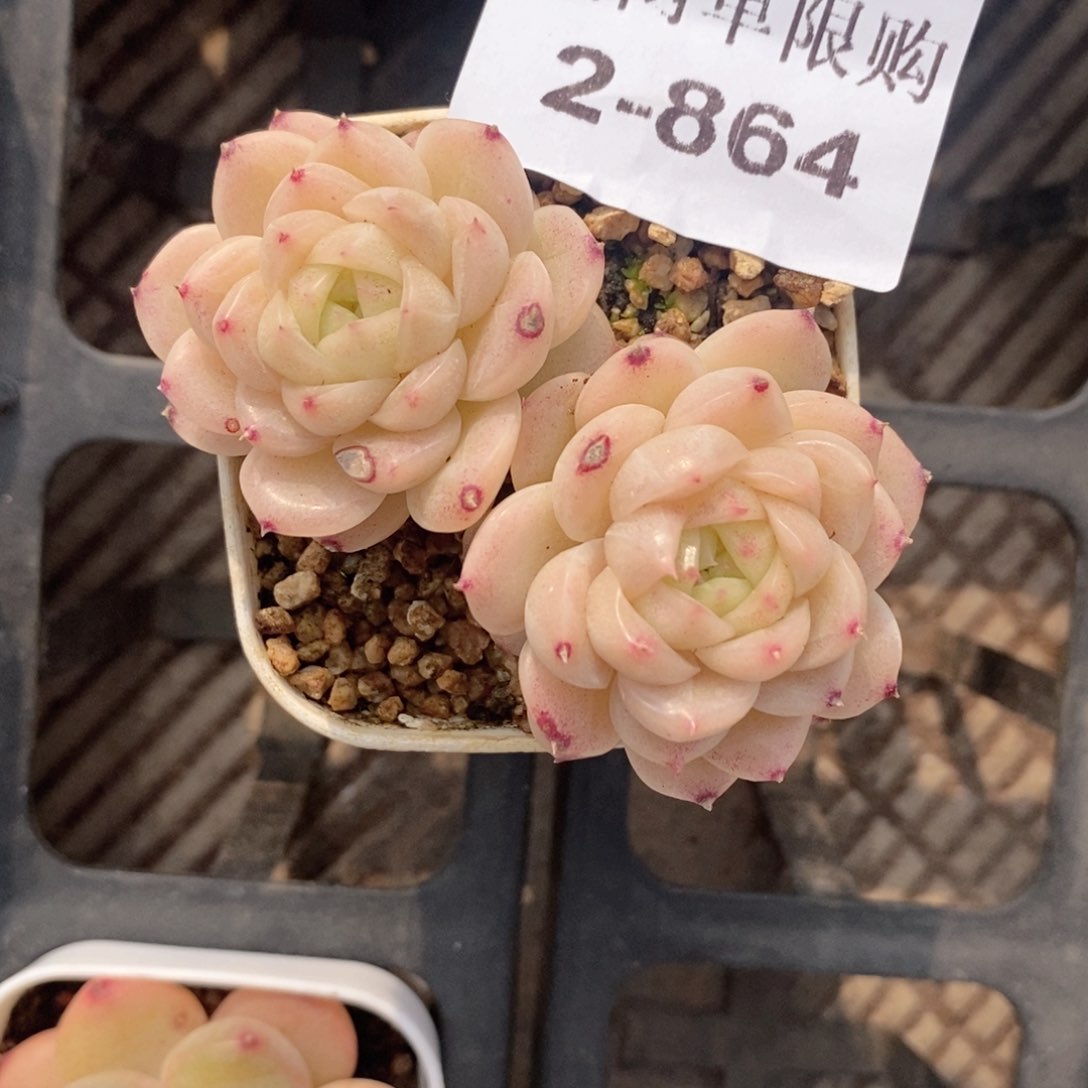 2-864 新疆西藏内蒙低于零下10度不发脱土发货