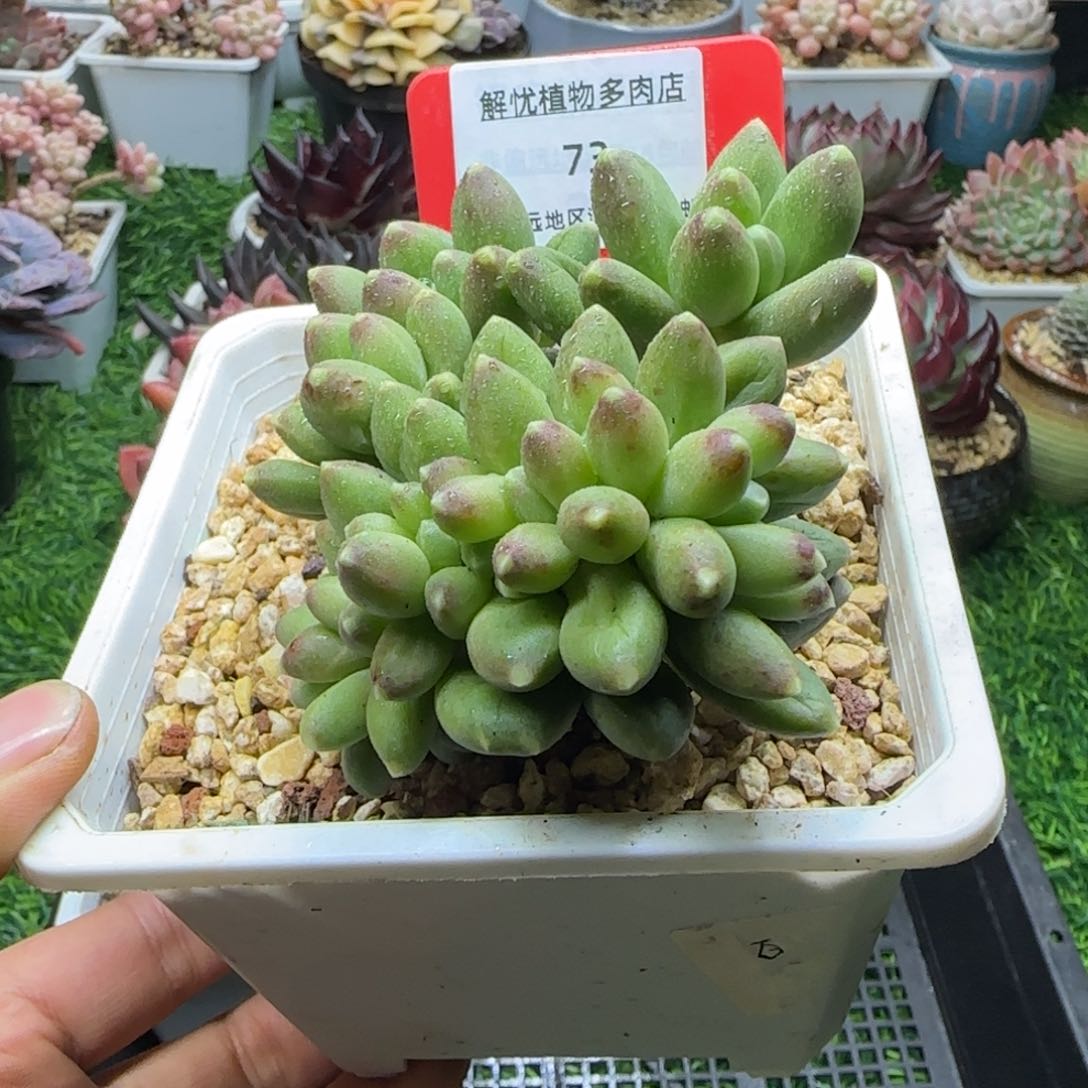 解忧植物多肉编号73