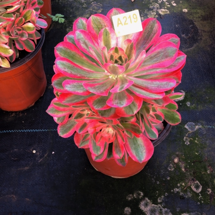 女巫多肉21900000000