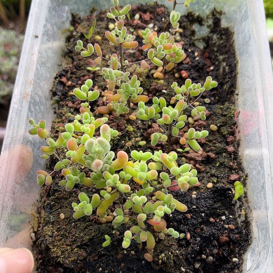 30混播切糕优选枝干