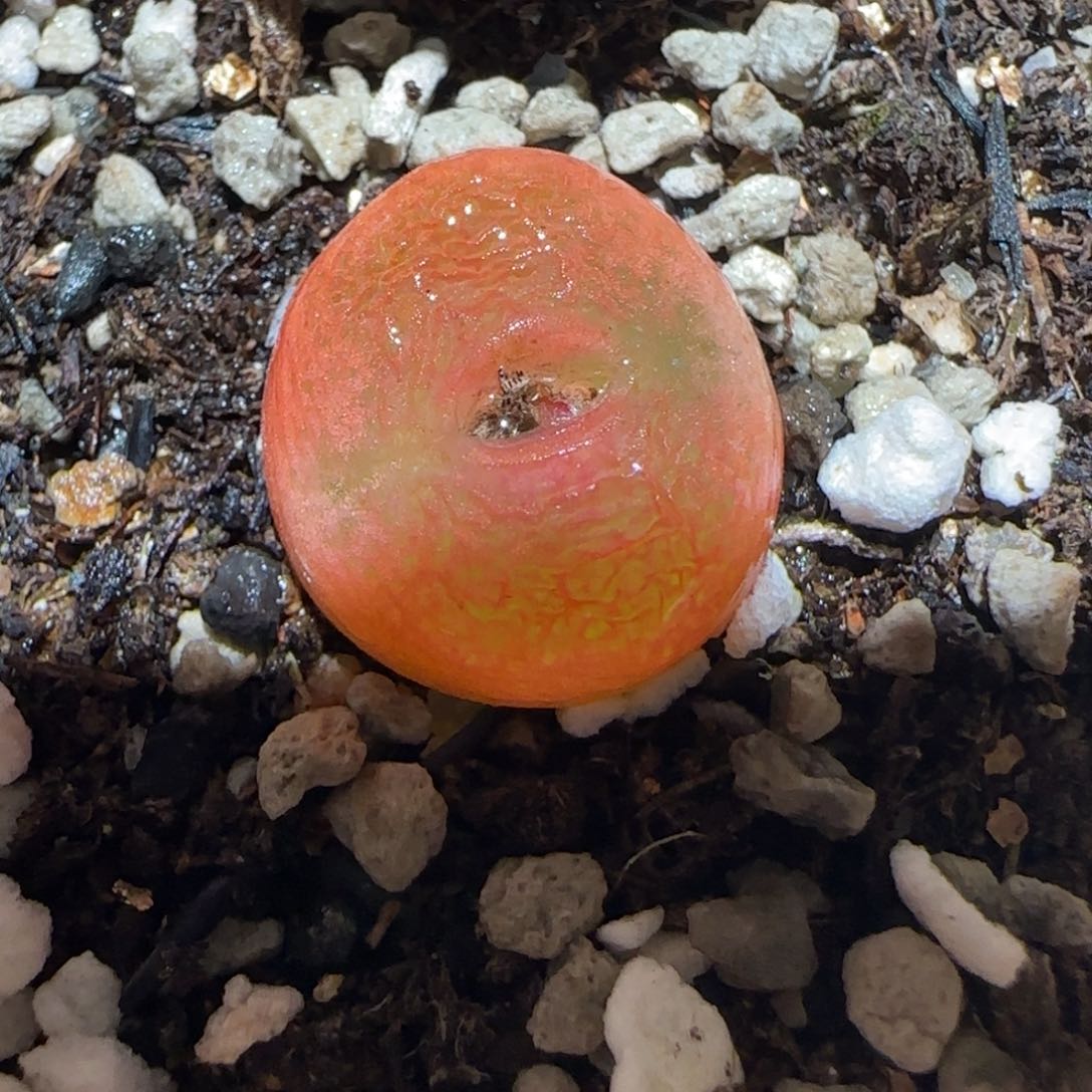 肉锥多肉植物百科-水蜜桃1352