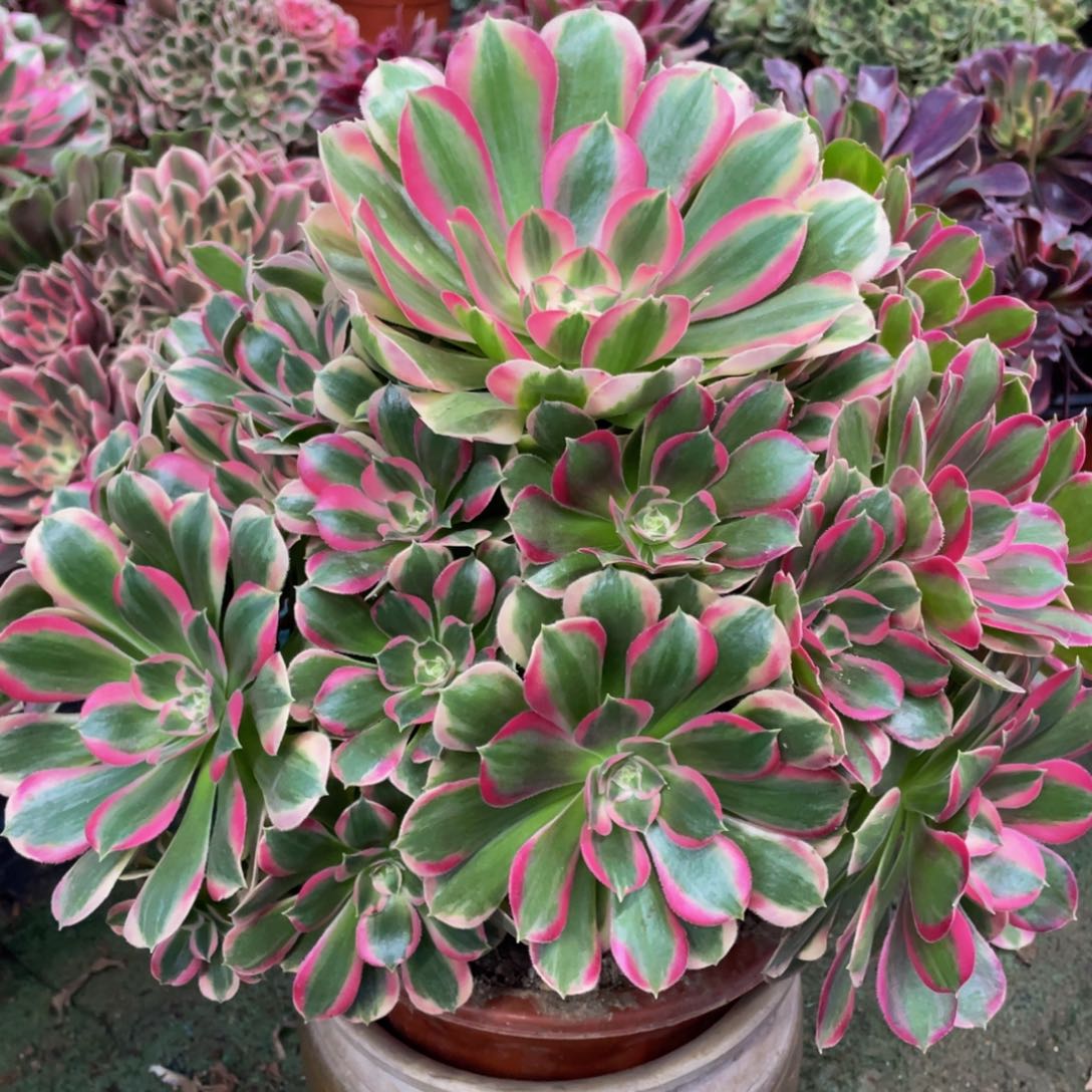 074七彩石精品法师老桩