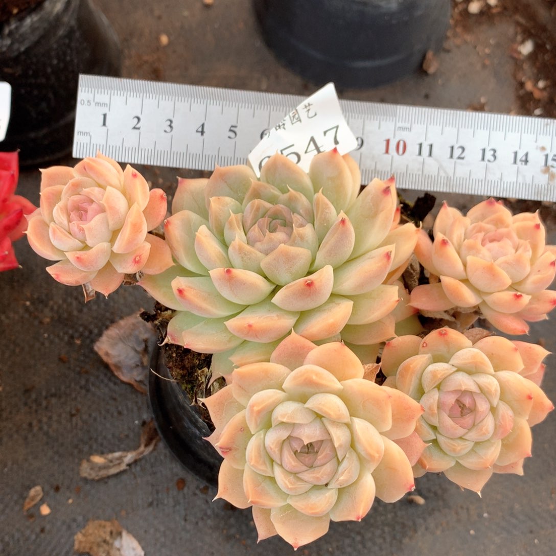 6547不包掉头不售后