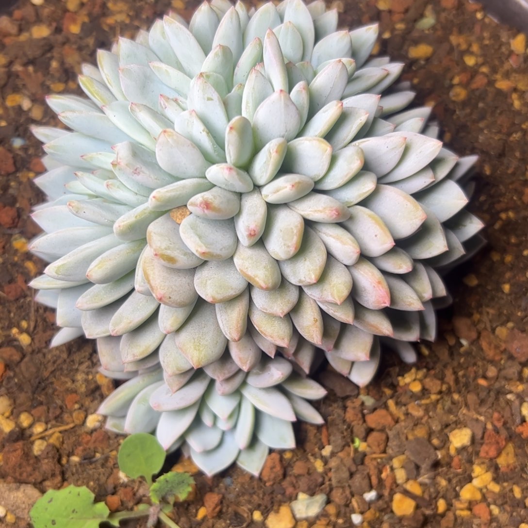 s**r橙梦露缀，一物一拍