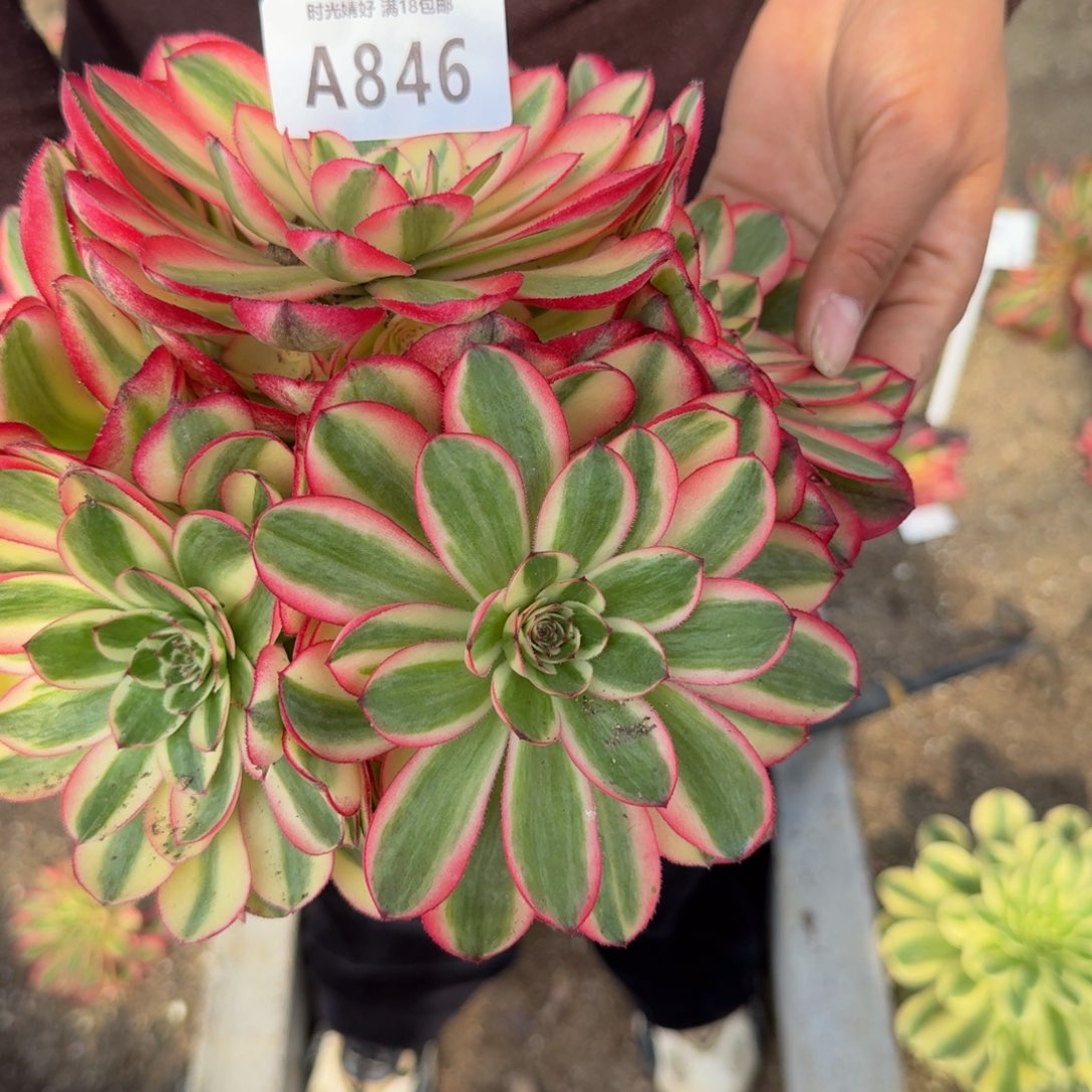 846荔枝。多肉植物