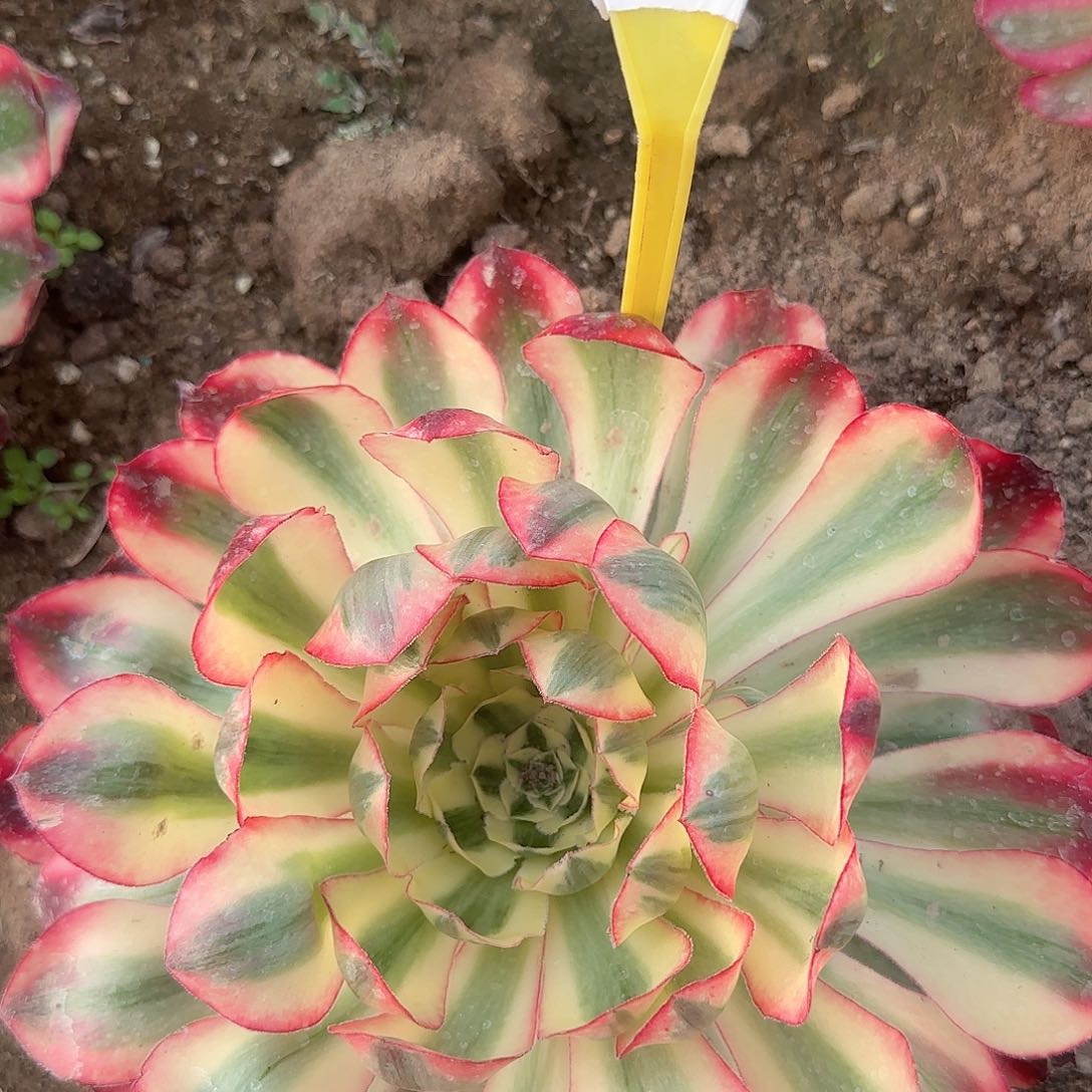 2-310---爱丽丝多头