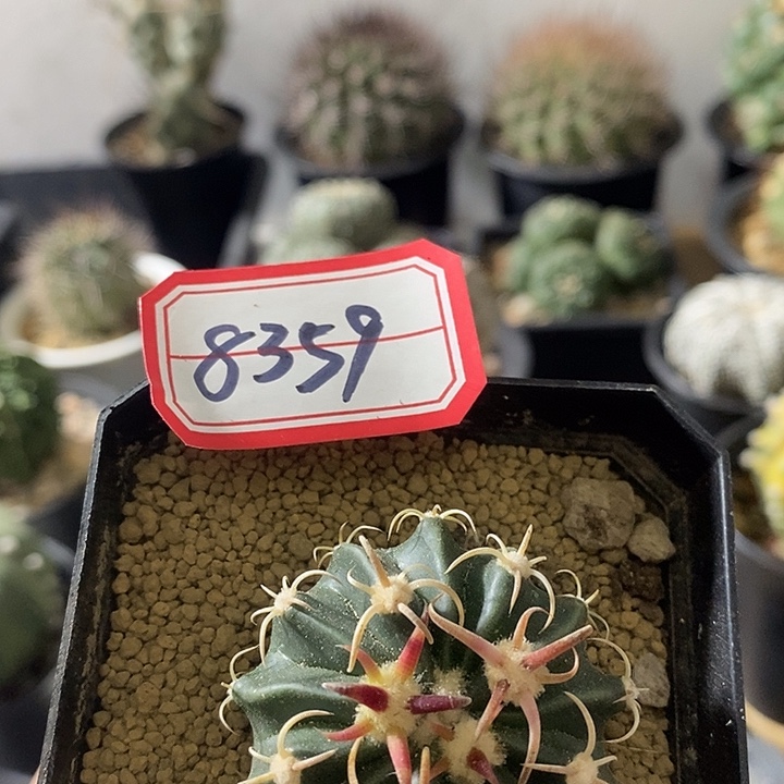 8***9专拍链接仙人球凌波