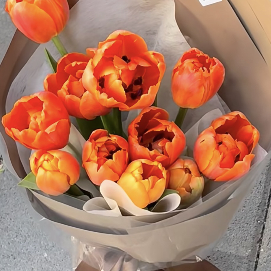 【五颗装（五度球）】艾克重瓣郁金香种球盆栽新手易养护爆花强发货快