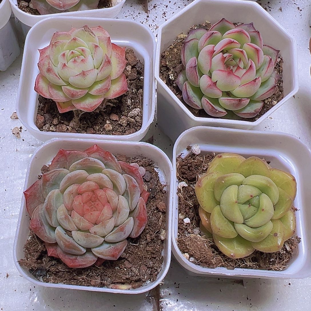 158碧玉组合4盆带盆发