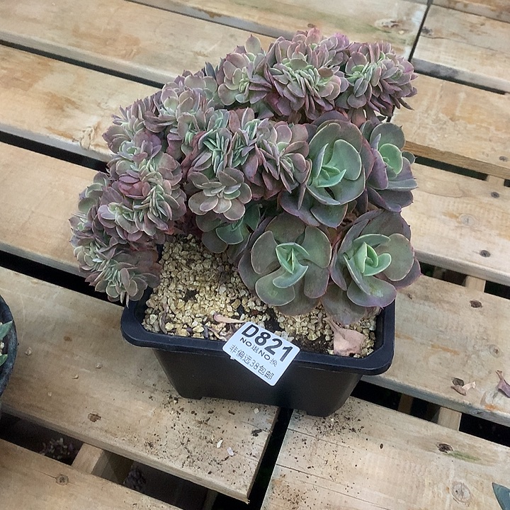 0***^莫妮卡缀化有个疤 821 