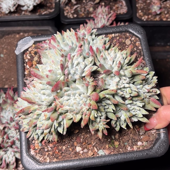 114哈哈哈哈哈哈哈哈哈