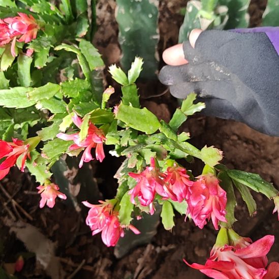 新品粉重瓣嫁接零度之上包邮392易掉苞和芽