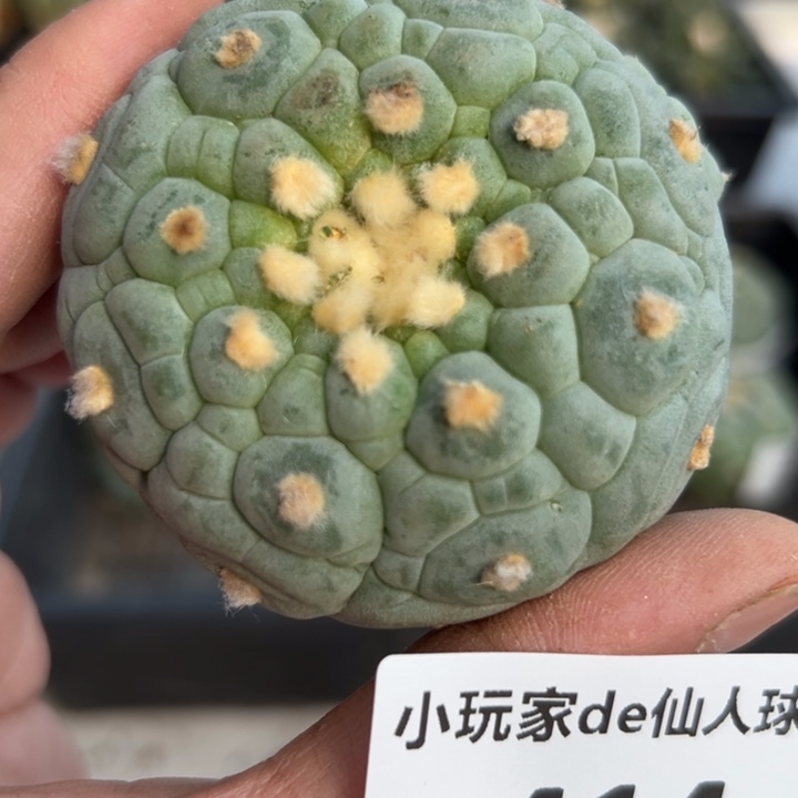 414 无根 三月中旬上盆